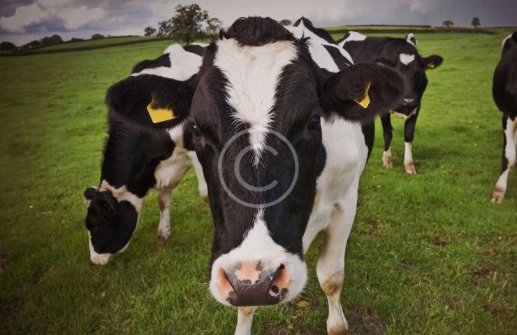 Technology Improves Cattle Breeding